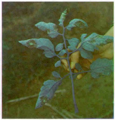 Domateste yaprak küfü hastalığı.